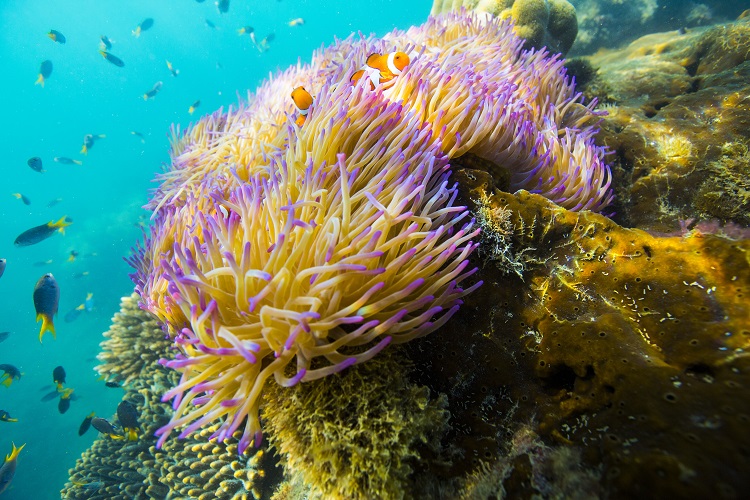 Airbnb Great Barrier Reef coral nemo