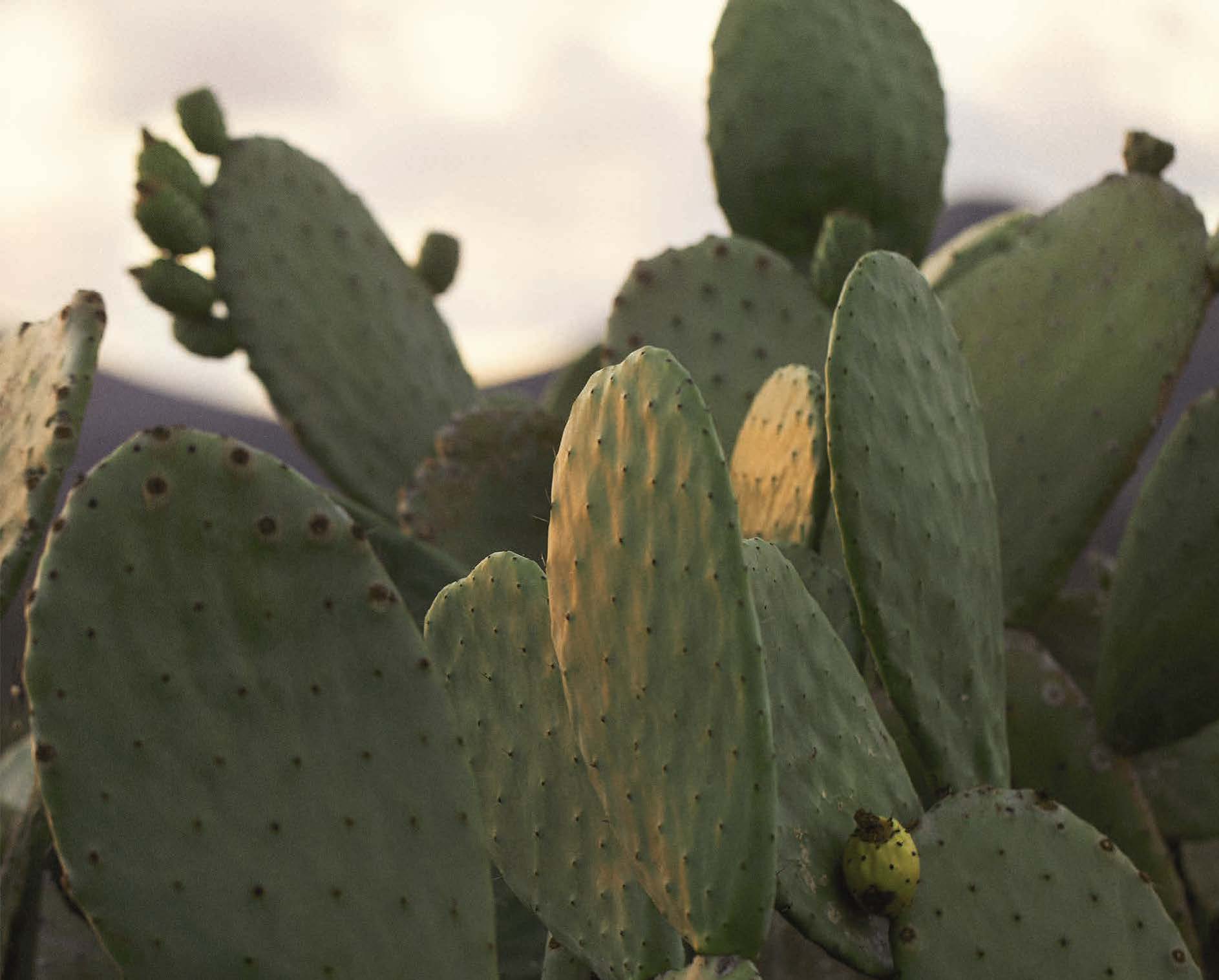 jardin dior cactus en lanzarote